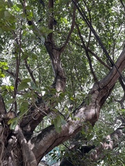 Ficus cotinifolia