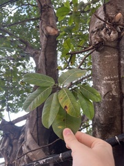 Ficus cotinifolia
