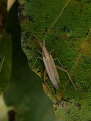 Stenodema laevigata