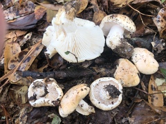 Hygrophorus subsordidus