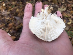 Hygrophorus subsordidus