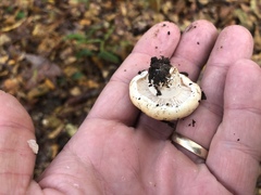 Hygrophorus subsordidus