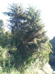 Cupressus lusitanica