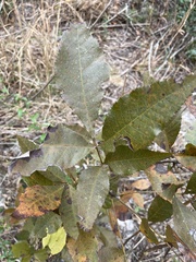Carya floridana