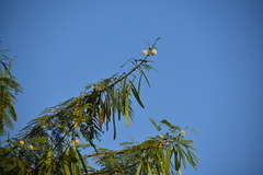 Leucaena leucocephala