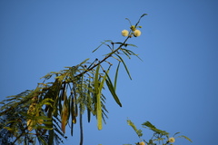 Leucaena leucocephala
