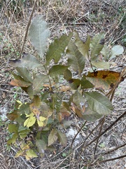 Carya floridana