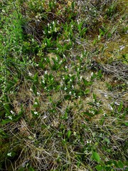 Maianthemum trifolium