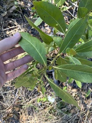 Conocarpus erectus