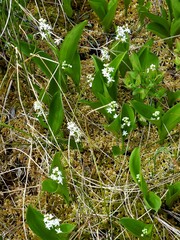 Maianthemum trifolium