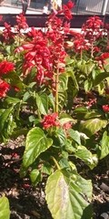 Salvia splendens