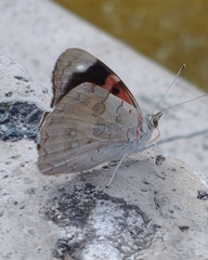 Diaethria bacchis