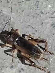 Tarbinskiellus portentosus