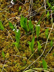 Maianthemum trifolium