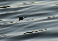 Apalone spinifera emoryi