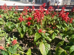 Salvia splendens