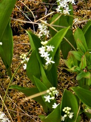 Maianthemum trifolium