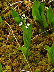 Maianthemum trifolium