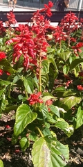 Salvia splendens