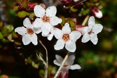 Epacris serpyllifolia