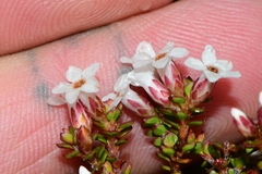 Epacris serpyllifolia