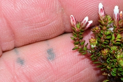 Epacris serpyllifolia