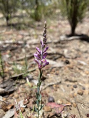 Comesperma