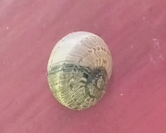 Helicina orbiculata