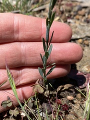 Comesperma