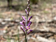 Comesperma