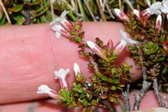 Epacris serpyllifolia