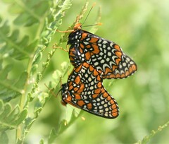 Euphydryas phaeton
