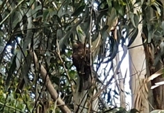 Falco novaeseelandiae