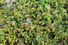 Serjania brachycarpa