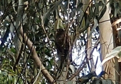 Falco novaeseelandiae