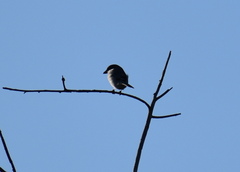 Lanius ludovicianus