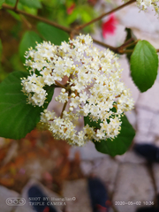 Viburnum fordiae