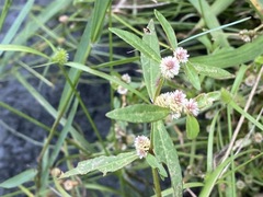 Gomphrenoideae
