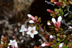 Epacris serpyllifolia