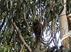 Falco novaeseelandiae