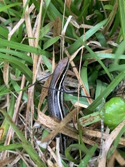 Trachylepis