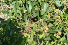 Serjania brachycarpa