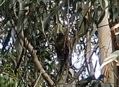 Falco novaeseelandiae