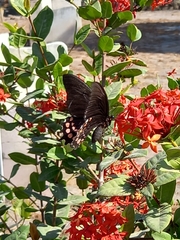 Heraclides rogeri pharnaces