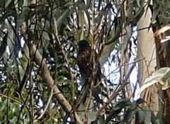 Falco novaeseelandiae