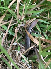 Trachylepis