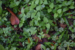 Oxalis intermedia