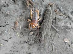 Tarbinskiellus portentosus