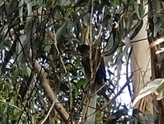 Falco novaeseelandiae
