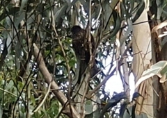 Falco novaeseelandiae